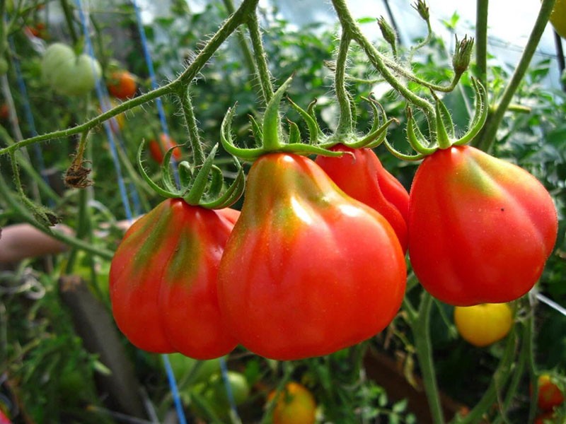 ras tomaat japanse truffel rood