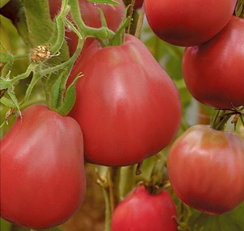 uzgoj rajčice u stakleniku