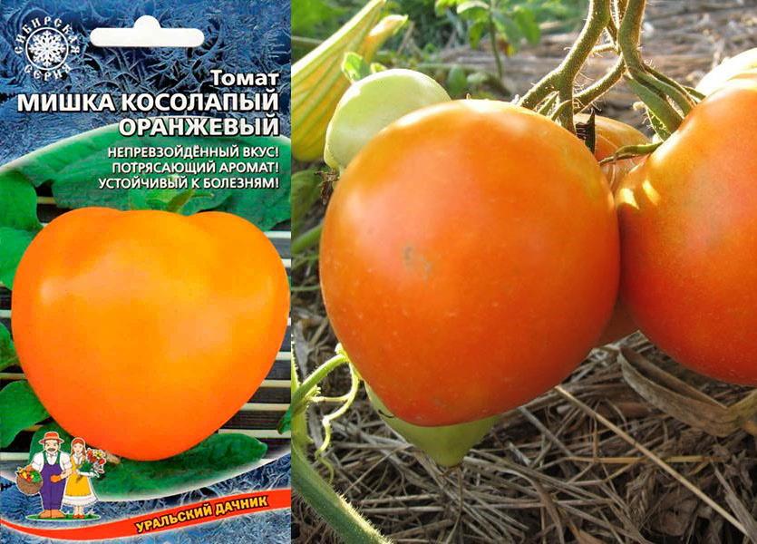 narančasti medo rajčica
