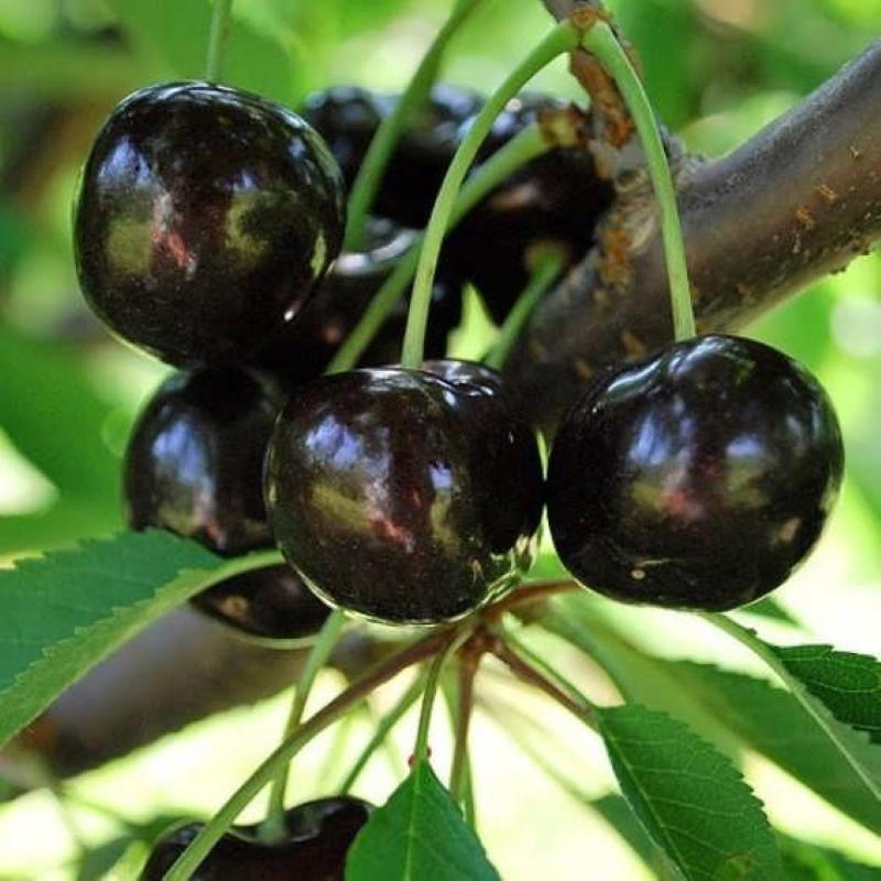 Black Dyber Cherry plussen en minnen van de variëteit