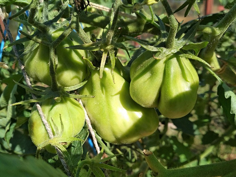 uniek gevormde tomaten