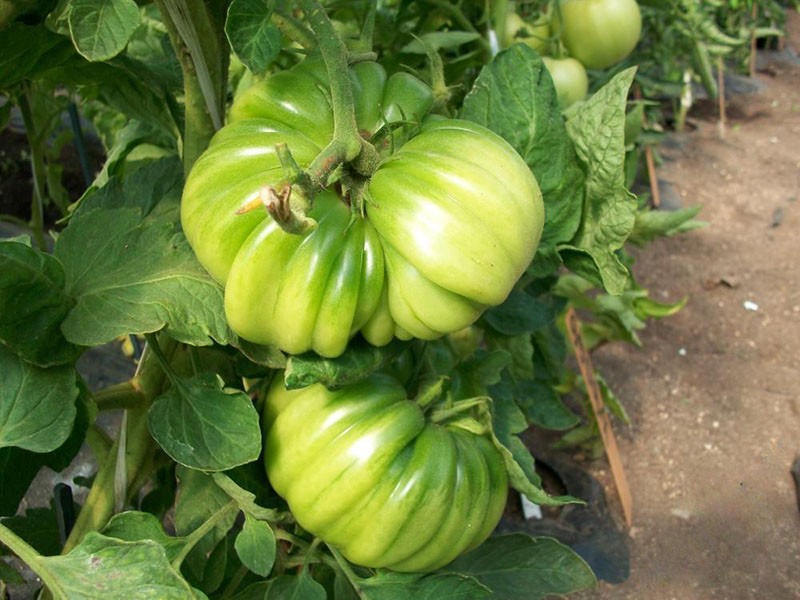 tomaat met grote vruchten