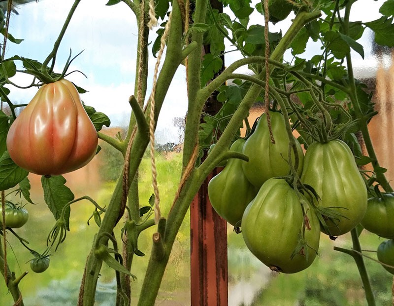 hoge struiken tomaat