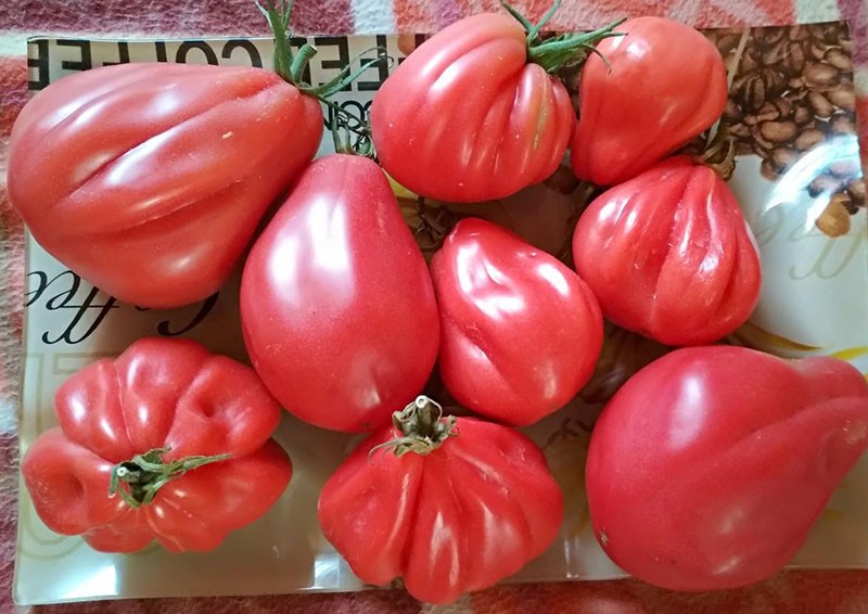 grote tomaten met zoete pulp