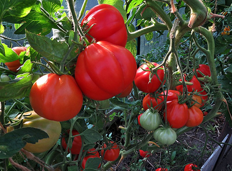 hoogproductieve tomaat