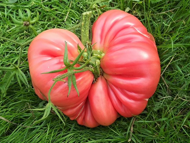 tomatenreus