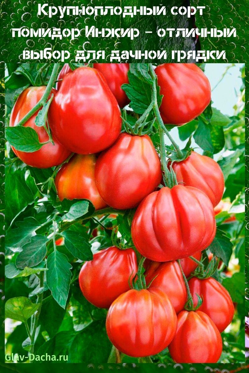 tomatenvariëteit vijgen