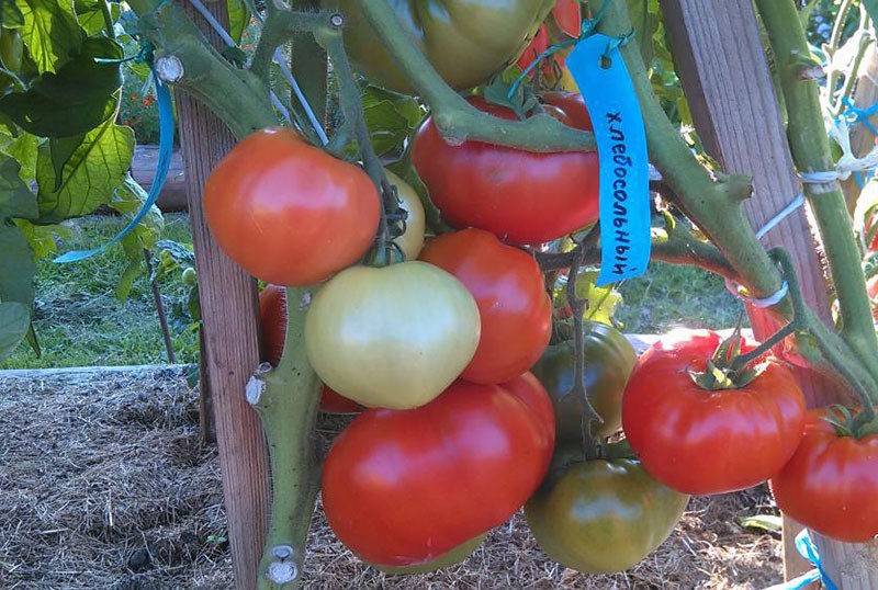 gastvrij tomatenras bestand tegen ziekten