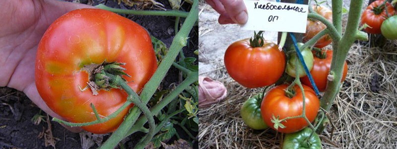 voor- en nadelen van tomaten