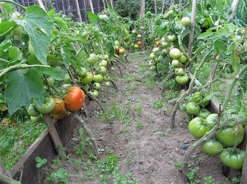 kleine struiken tomaten
