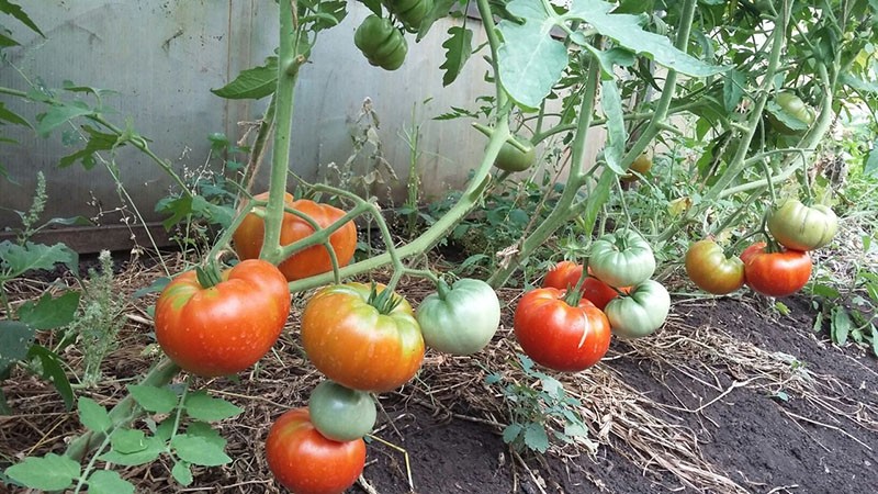 niski grmovi sorti rajčice gostoljubivi