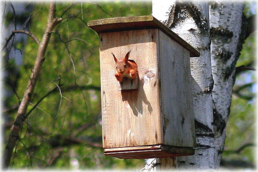 vjeverica u kućici za ptice