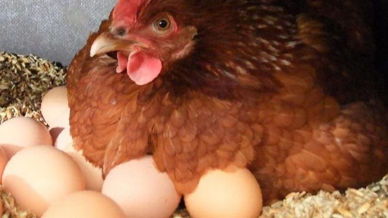 piletina na jajima