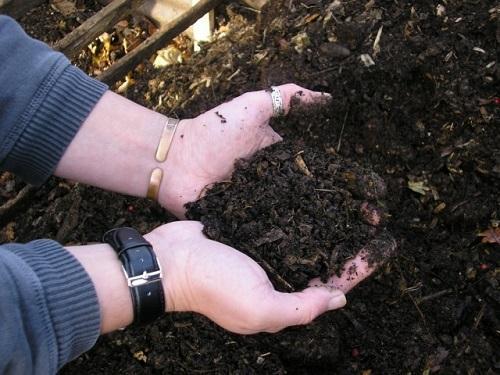 kompost od pilećeg gnoja