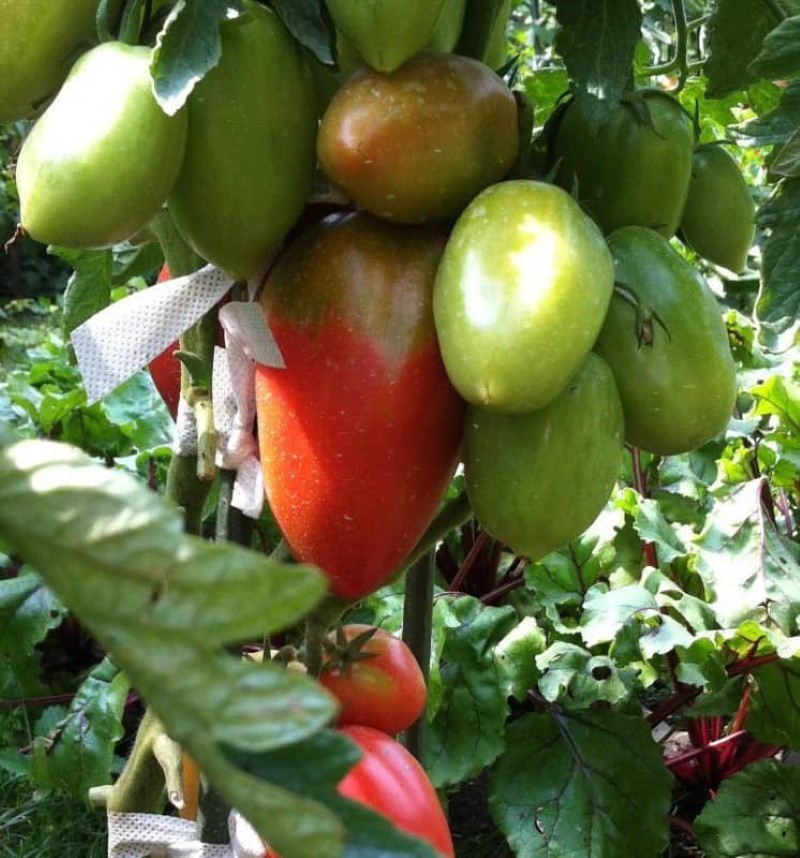 peršin rajčica vrtlar