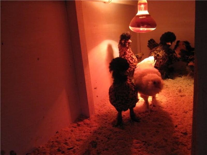kako zagrijati kokošinjac svjetiljkom