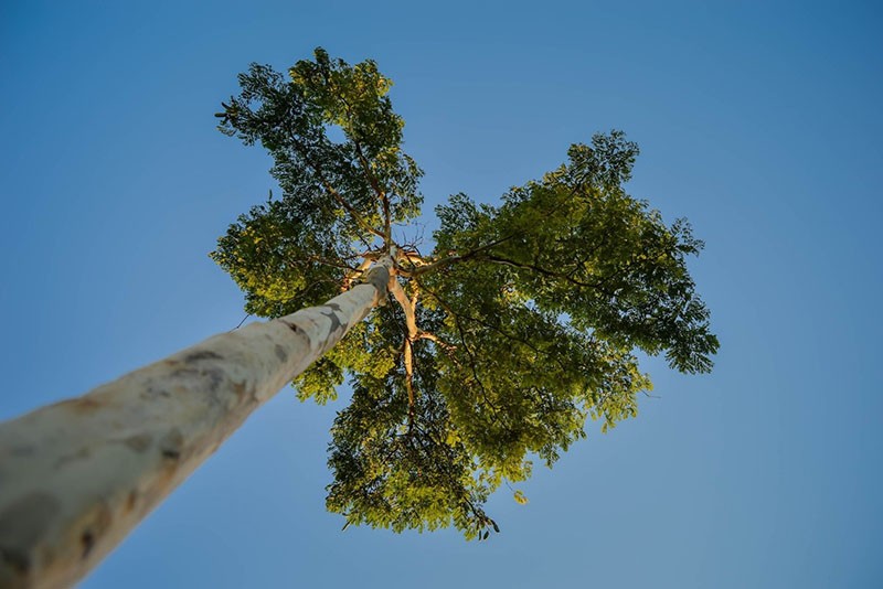 geneeskrachtige eigenschappen van eucalyptus en contra-indicaties