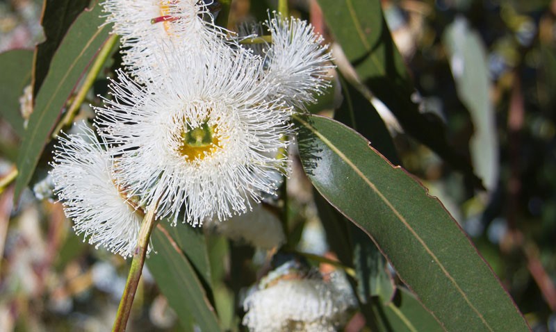 eucalyptus bloeit