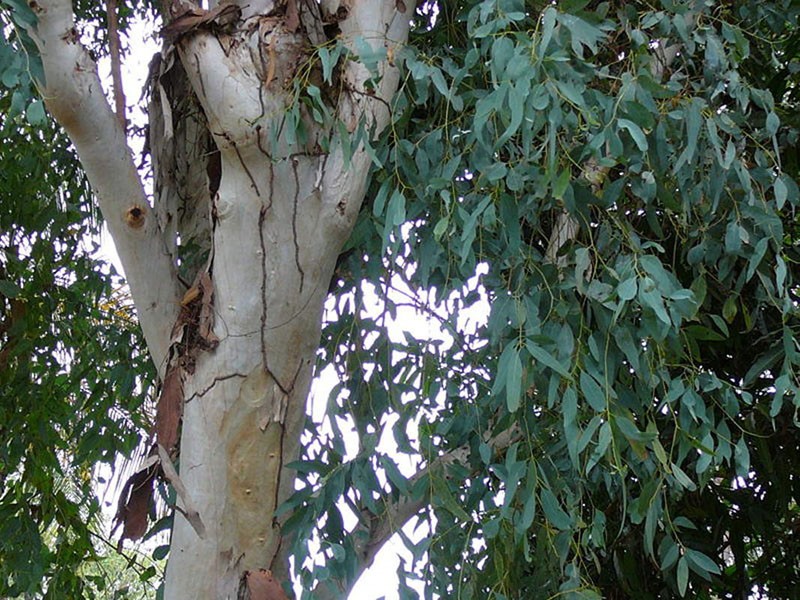 medicinale eucalyptusschors