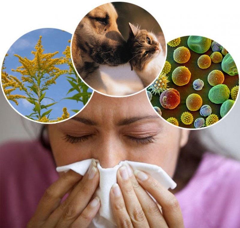 kora brijesta za pomoć alergičarima