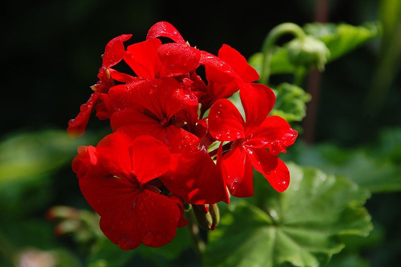 višegodišnja biljka svijetlo crvena geranija