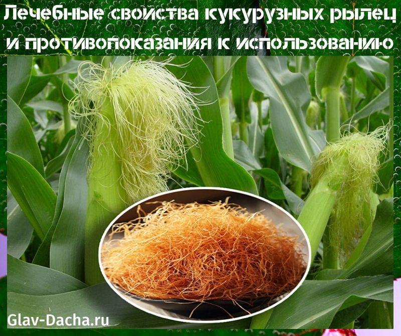 geneeskrachtige eigenschappen van maïsstempels