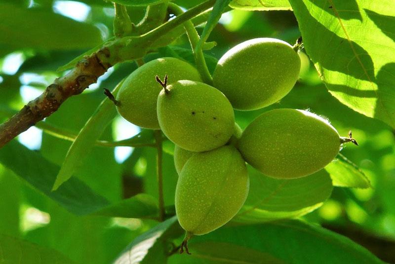Mantsjoerije notenfruit