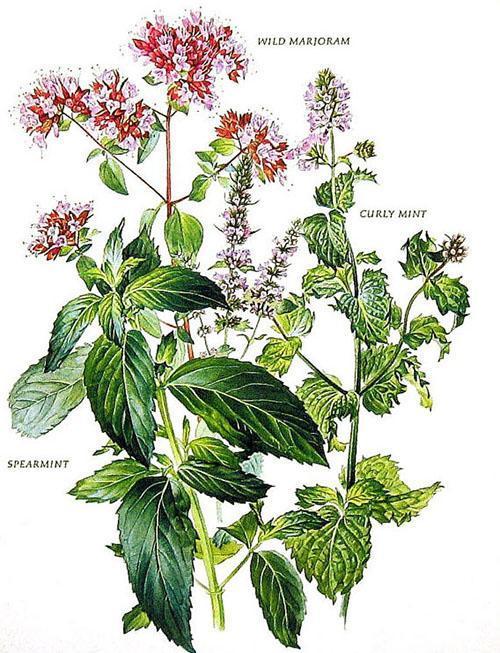 Medicinale planten