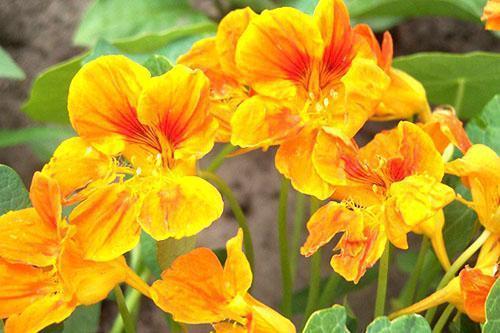 Mooie en gezonde Oost-Indische kers bloemen