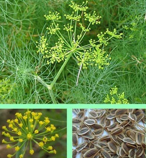 Sjemenke kopra sadrže mnogo elemenata u tragovima i bioaktivnih tvari