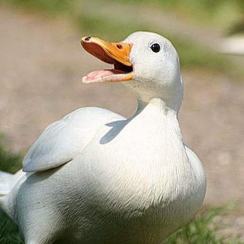 zdrava patka