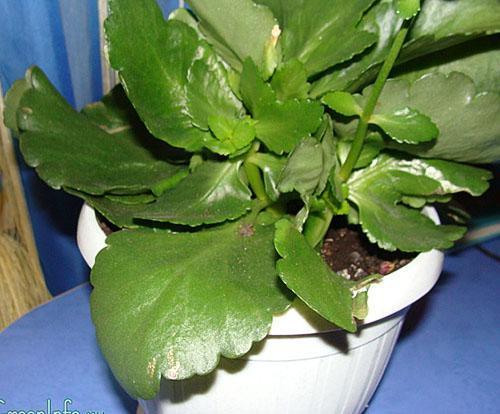 Listovi odraslih biljaka koriste se u ljekovite svrhe.
