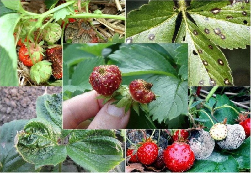 aardbeien in de herfst verwerken van plagen en ziekten