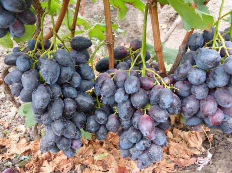 grožđe furor opis sorte fotografija prednosti i nedostaci