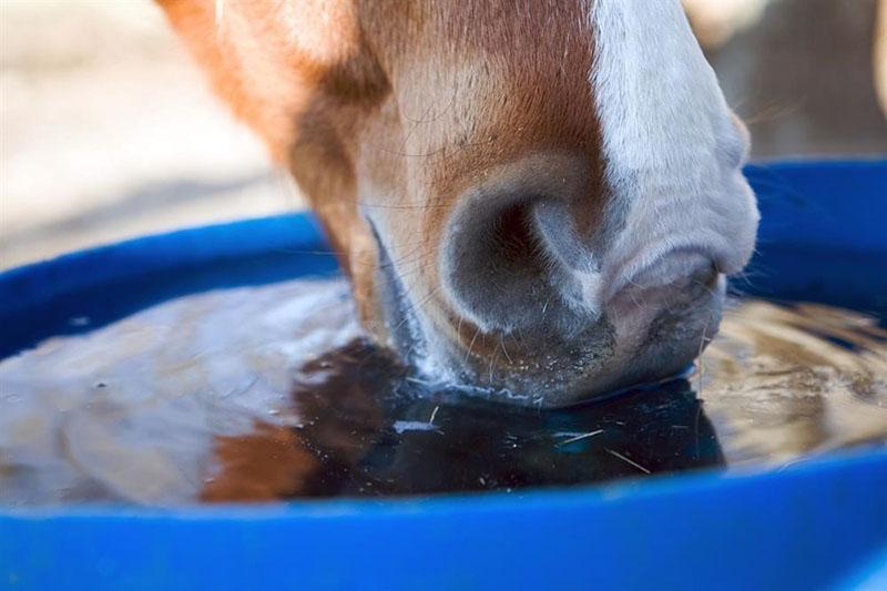 čista voda za konja