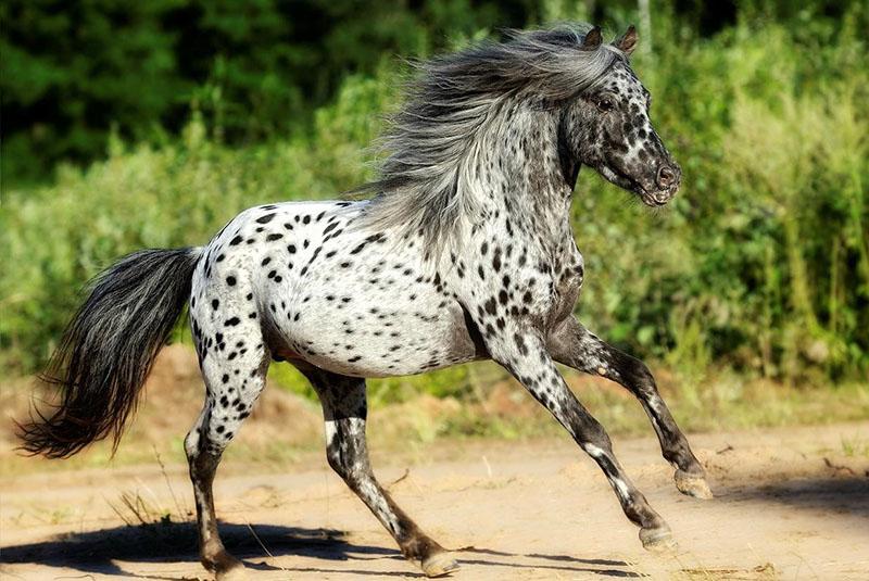 neobičan konj pasmine Appaloosa