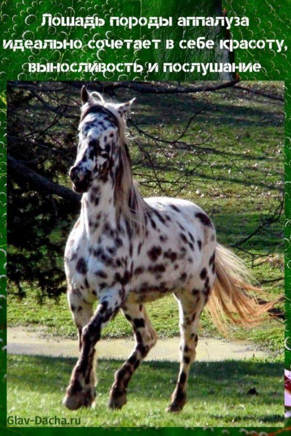 Appaloosa konj