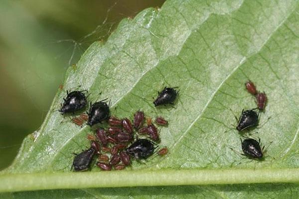 Door de beweging van mieren te beperken, kunt u het aantal bladluizen aanzienlijk verminderen.