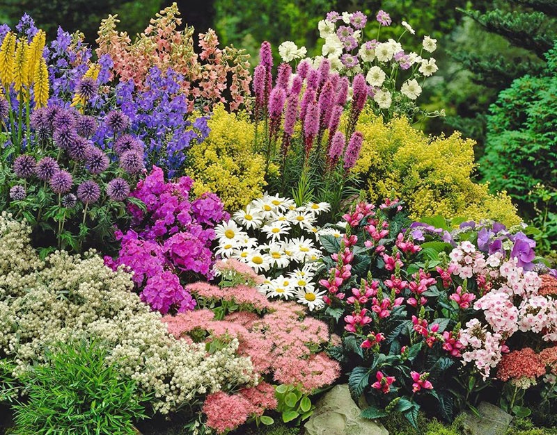 višegodišnje cvijeće za Ural