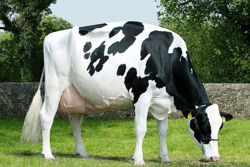 goveđa holandska pasmina krava