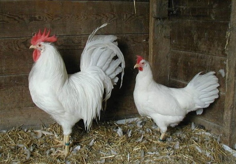 witte kippen leghorn