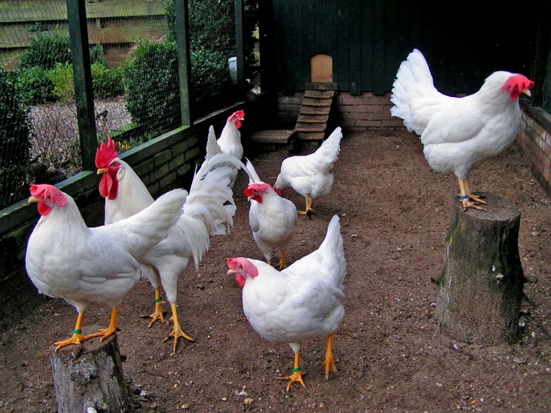 Leghorn kippen foto en beschrijving