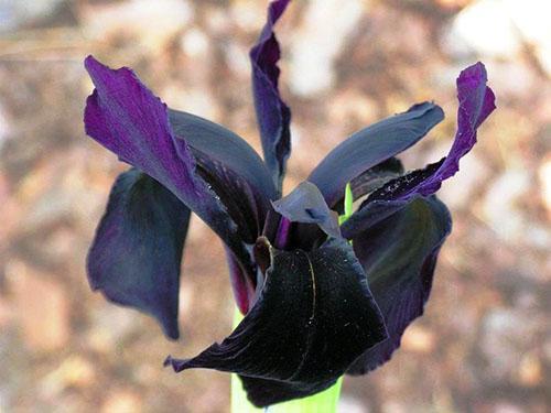 iris zwarte vorm