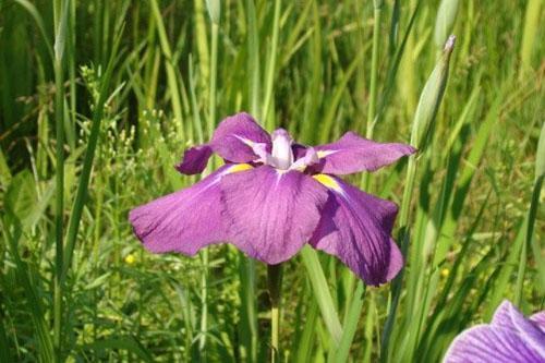 Japanse iris Altai