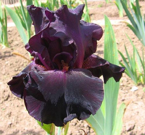 iris terug in het zwart