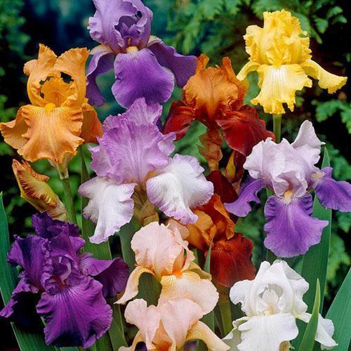 iris van verschillende variëteiten