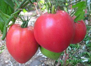 Sorta paradajza Heavyweight Siberia - premala