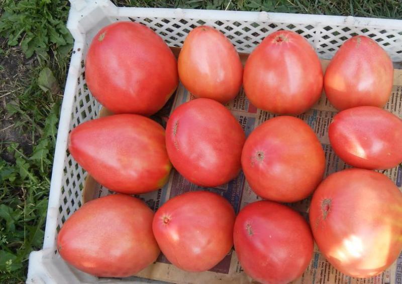 oogst tomaat arendsnavel