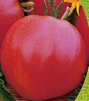 Demidov rajčica