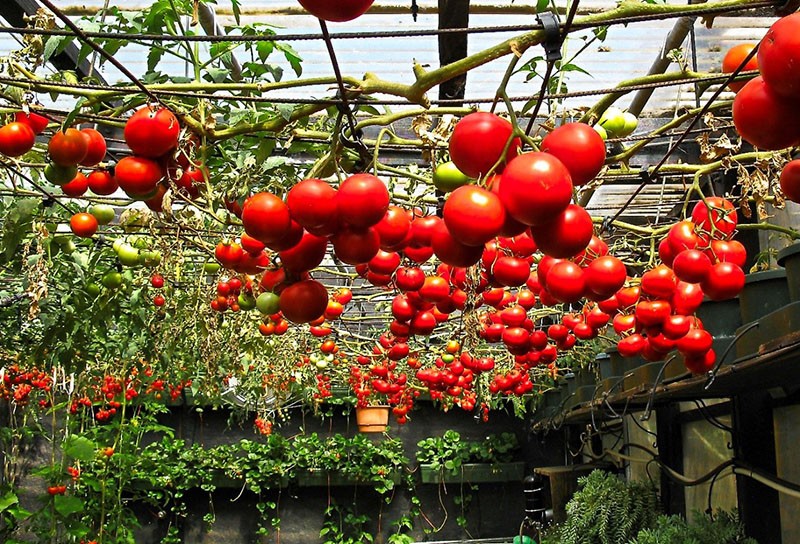 uzgoj rajčice u staklenicima